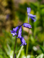 Urquhart Bay Wood Bluebells