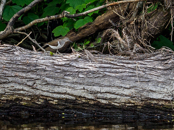 Common Sandpiper