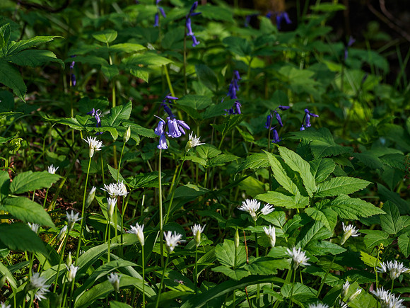 Urquhart Bay Wood Bluebells