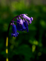 Urquhart Bay Wood Bluebells