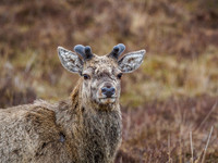 20160508-Glen Cannich-EM520070