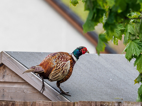 Pheasant