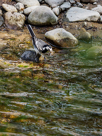 Pied Wagtail