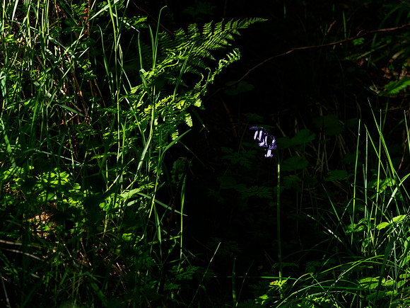 Bluebell in the Shadows