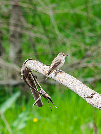 Spotted Flycatcher