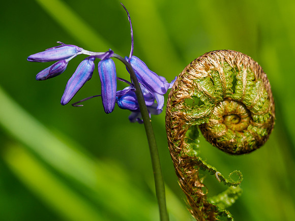Bluebells and Ferns