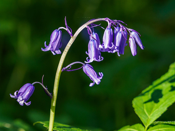 Urquhart Bay Wood Bluebells