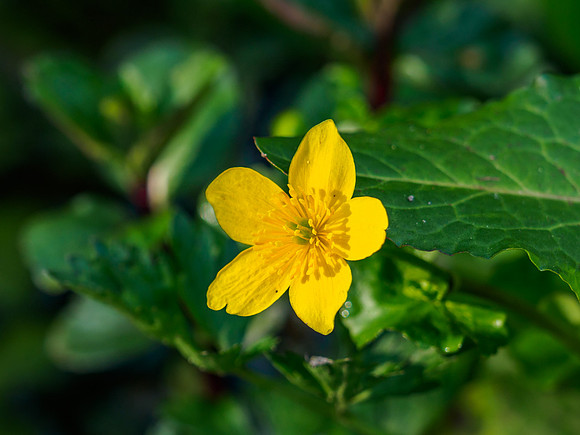 Marsh Marigold