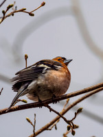 20160501-Urquhart Bay Wood-EM100790