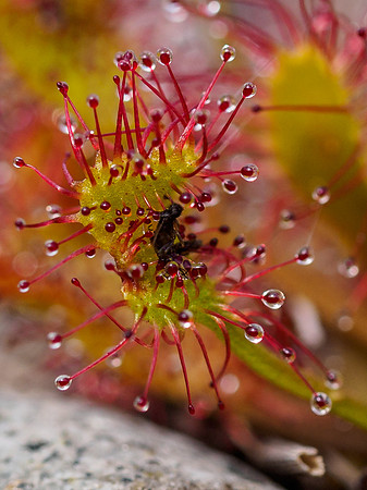 Long Leaved or Oblong-Leaved Sundew