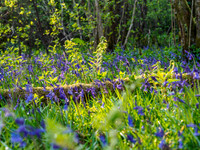 Urquhart Bay Wood Bluebells