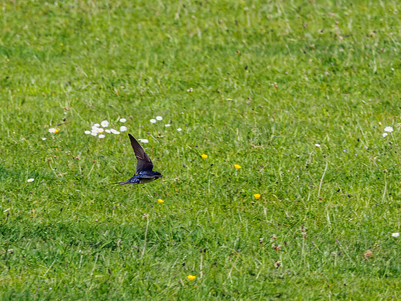 Swallow in Flight