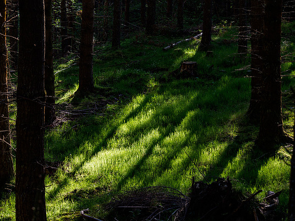 Light Among the Trees