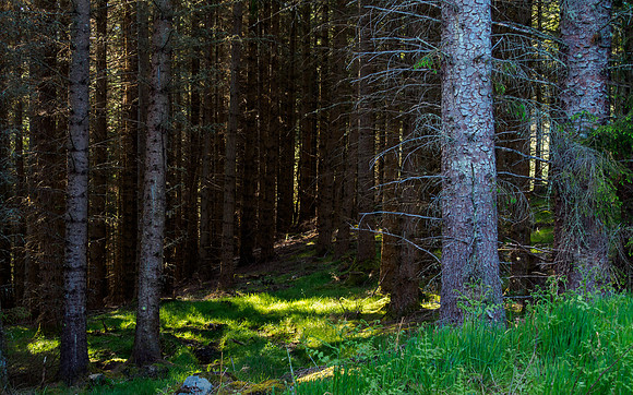 Light Among the Trees