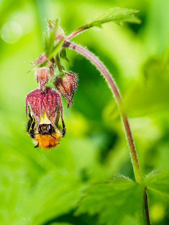 Busy Bumblebee