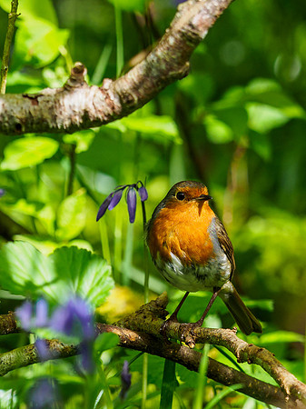 Robin Wood
