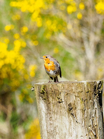 Family of Robins