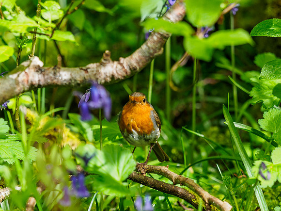 Robin Wood