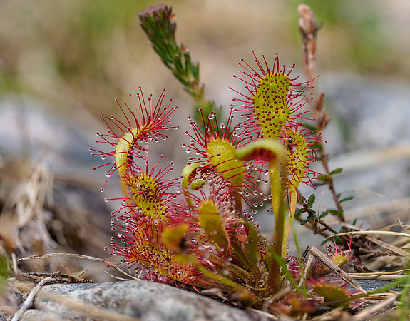 Long Leaved or Oblong-Leaved Sundew