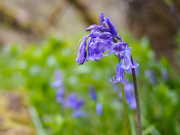 Urquhart Bay Wood Bluebells