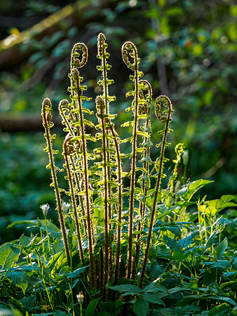 Backlit Fern