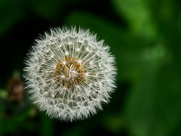 Seed Heads