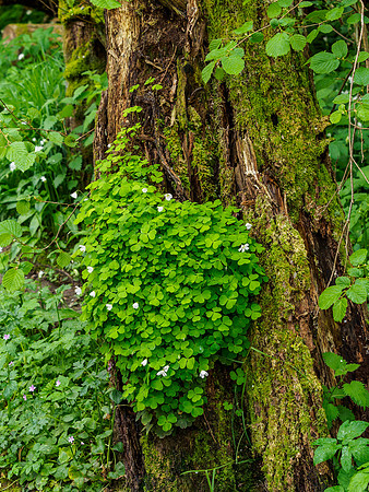 20160522-Urquhart Bay Wood-EM520045