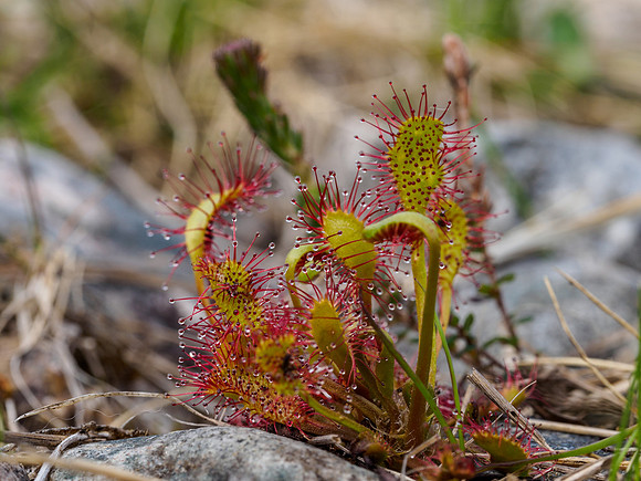 Long Leaved or Oblong-Leaved Sundew