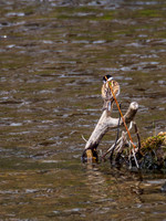 20160501-Urquhart Bay Wood-EM100801