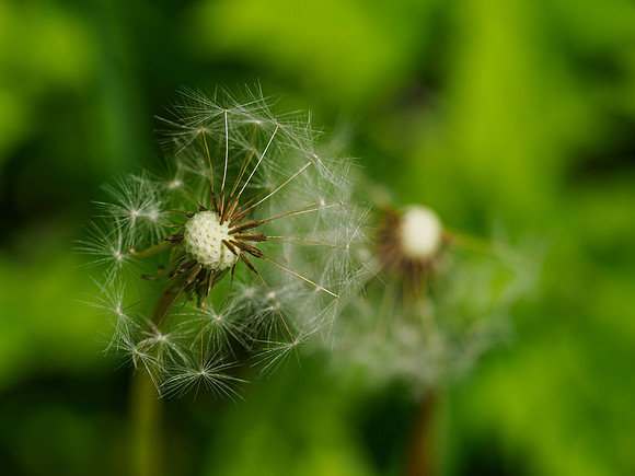 Seed Heads