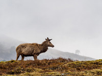 20160508-Glen Cannich-EM520058