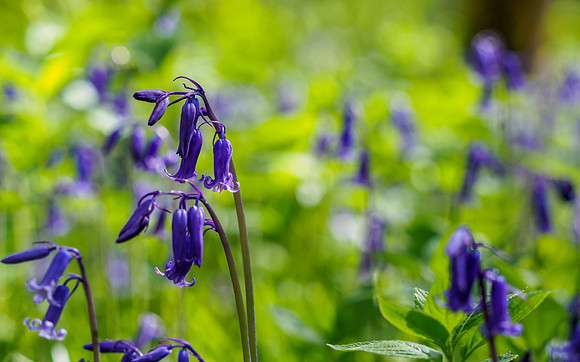 Bluebells and Ferns