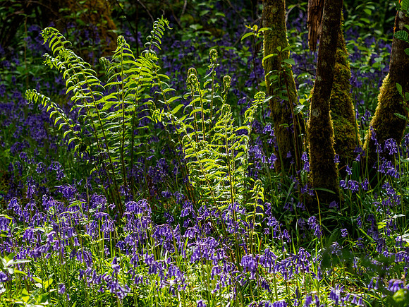 Bluebells and Ferns