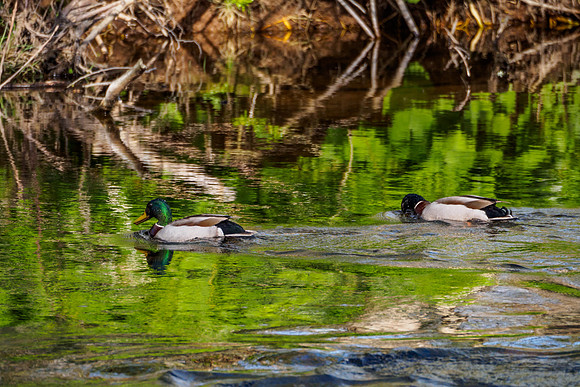 Mallard Males