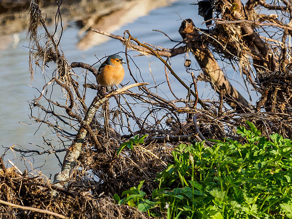 Fringilla coelebs
