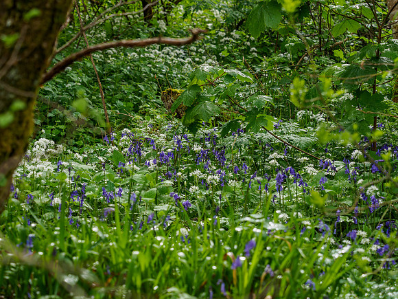 20160522-Urquhart Bay Wood-EM520044
