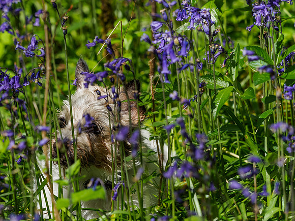 Mij in the Bluebells