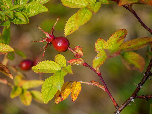 Rosehip