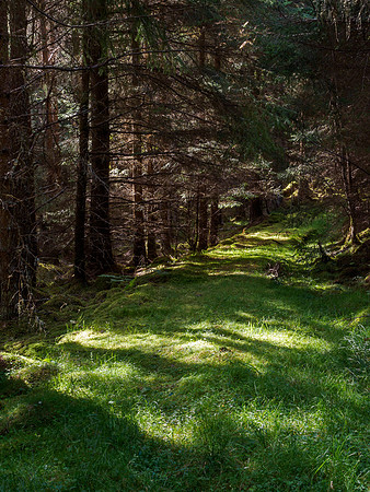 Dappled Light