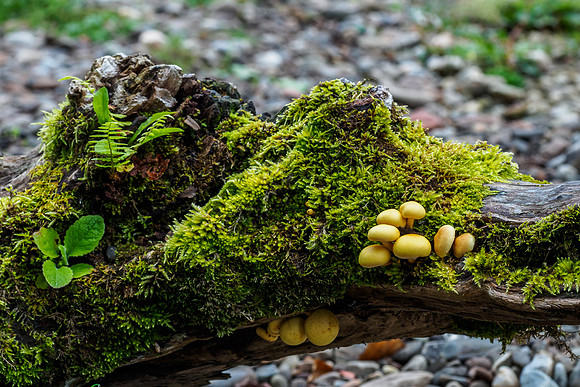 Fungi