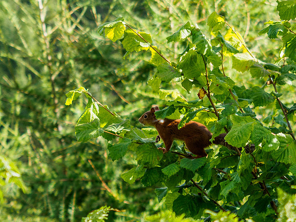 Red Squirrel