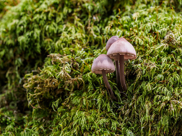 Fungi of Urquhart Bay Wood 7