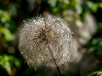 Clematis Seedhead