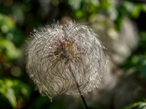 Clematis Seedhead