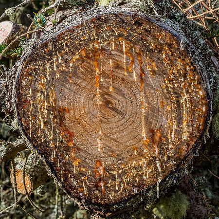 Pine Resin