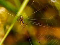 Spider on it's Web