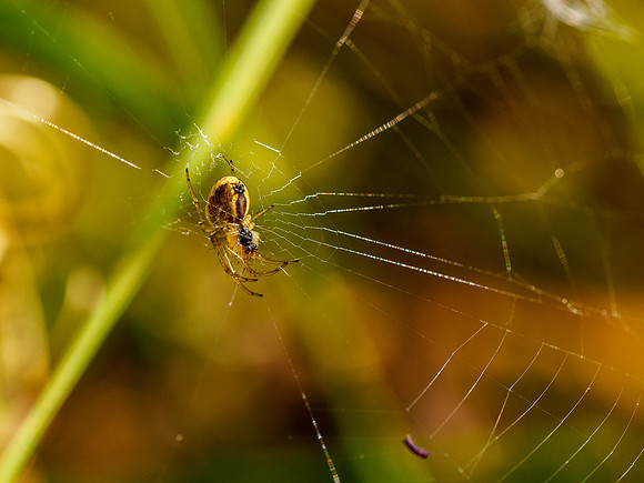 Spider on it's Web