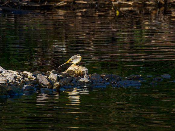 Grey Wagtail 2