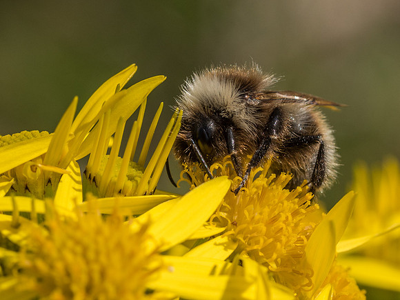 Bee on Ragwort