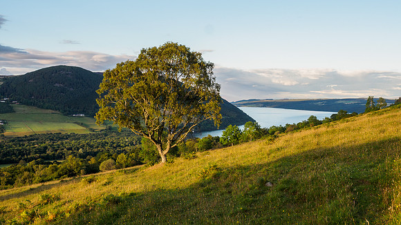 View From Borlum Wood 1